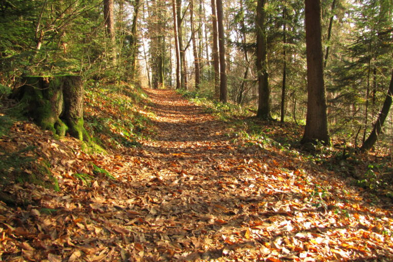 Forêts et nature ©Julia CADIC (8)